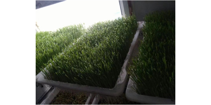 黃浦區酒店 盆栽菜基地哪家好 歡迎咨詢 上海愛娥蔬菜種植供應