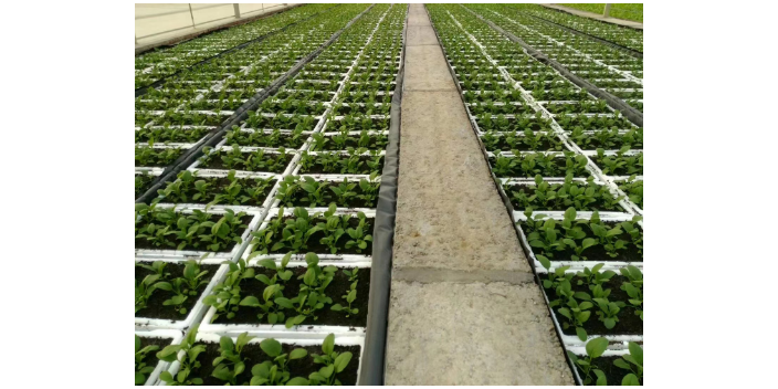 鎮江同城盆栽菜基地哪家好 歡迎來電 上海愛娥蔬菜種植供應