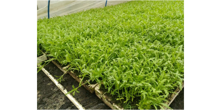 青浦區新鮮盆栽菜基地服務 服務至上 上海愛娥蔬菜種植供應