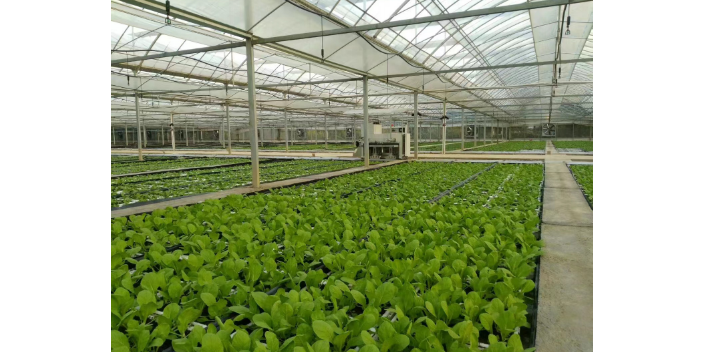 南通酒店 盆栽菜基地中心 歡迎來電 上海愛娥蔬菜種植供應