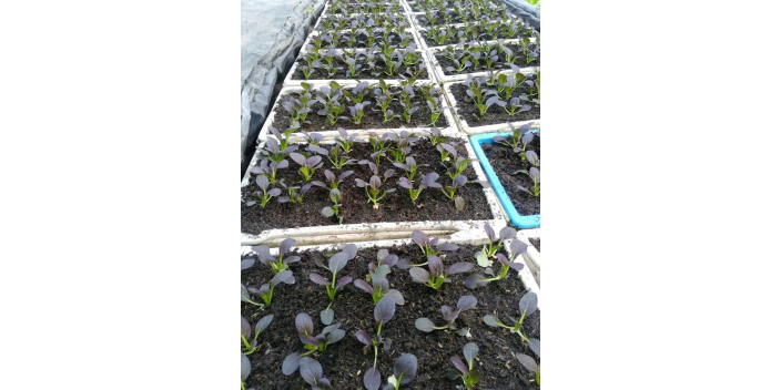 長寧區超市盆栽菜基地供應 歡迎來電 上海愛娥蔬菜種植供應