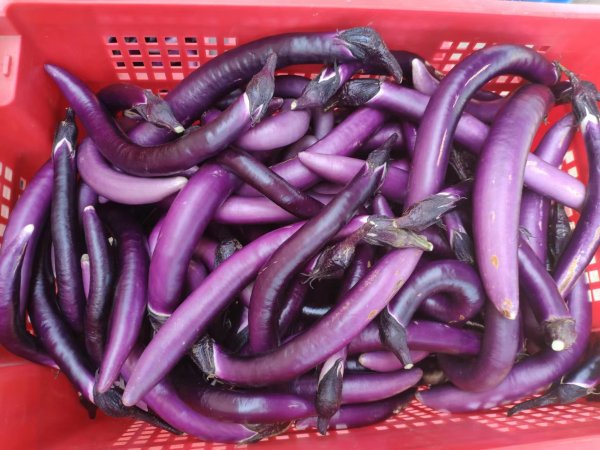 紫線茄