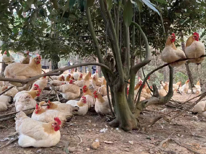 光明区玉州三黄鸡预制水蒸鸡食用方法