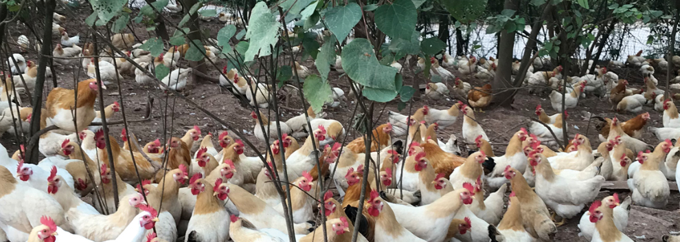 连平鲜丛农预制调味水蒸鸡食用方法