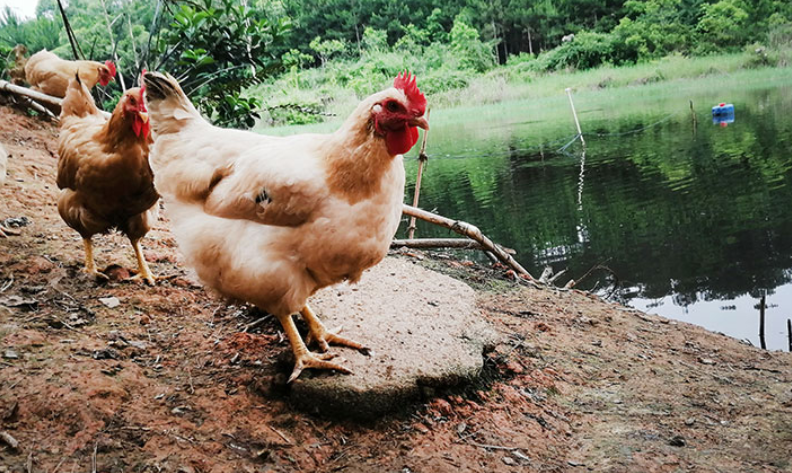 博罗靠谱的预制水蒸鸡生产企业
