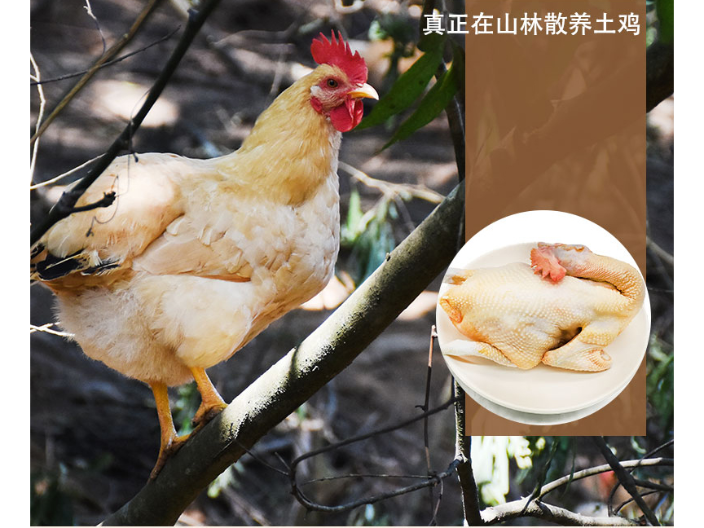 东莞广西预制水蒸鸡食用方法