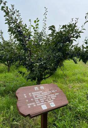 香港五点来料资料