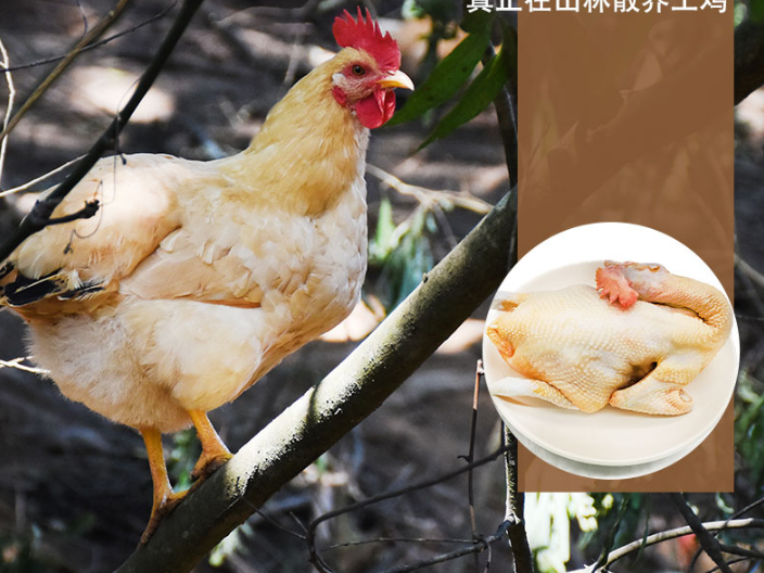海珠区冰鲜预制三黄鸡食用方法 梧州市楚鑫电子科技供应