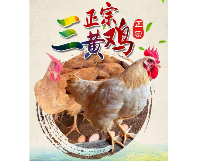 盐田区鲜丛农调味预制三黄鸡食用方法
