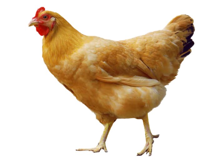 从化区好吃的预制三黄鸡保存方法 梧州市楚鑫电子科技供应