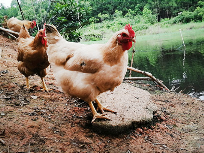海珠区现蒸的水蒸鸡保存方法