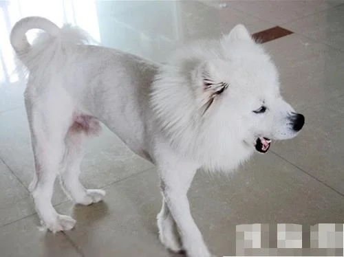 The dogs after being cleaned by pet grooming brushes in the bath