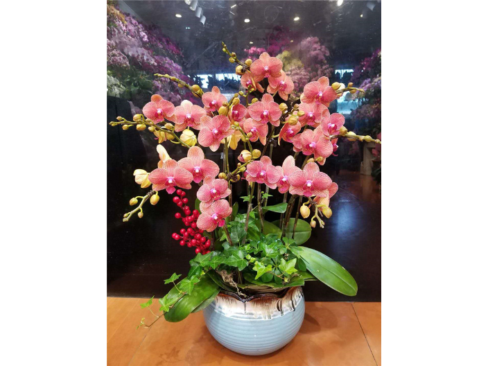 長寧區創意花卉銷售價格 上海皓尊園藝供應