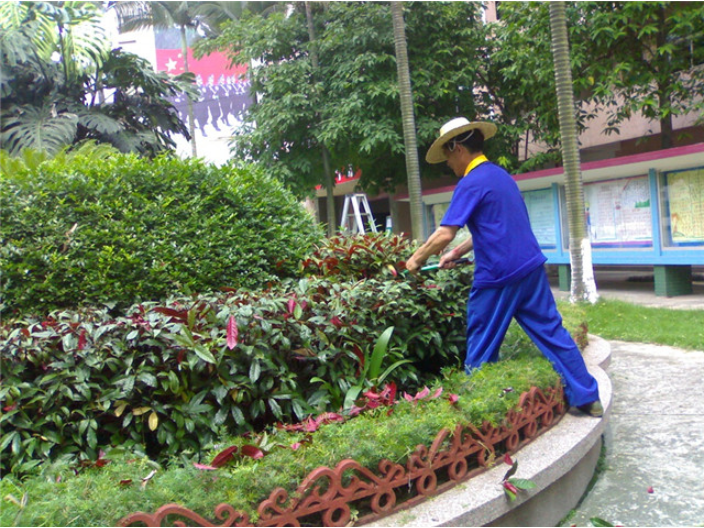 黄浦区单位绿地绿化养护效果图 上海皓尊园艺供应;