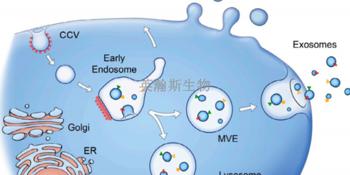 西藏專業(yè)的外泌體,外泌體