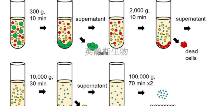 重慶專門做外泌體提取,外泌體