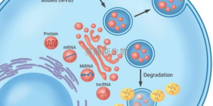 福建專門做外泌體價(jià)格