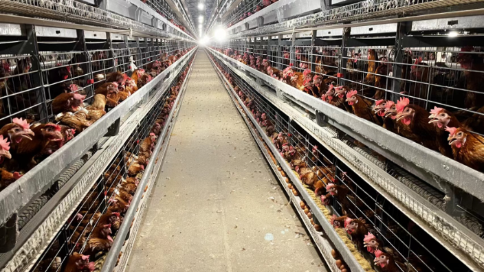 湖北批发层叠式种鸡笼生产厂家 河南小龙人农牧机械设备供应
