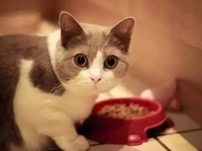 奥地利提供猫粮进口报关咨询报价