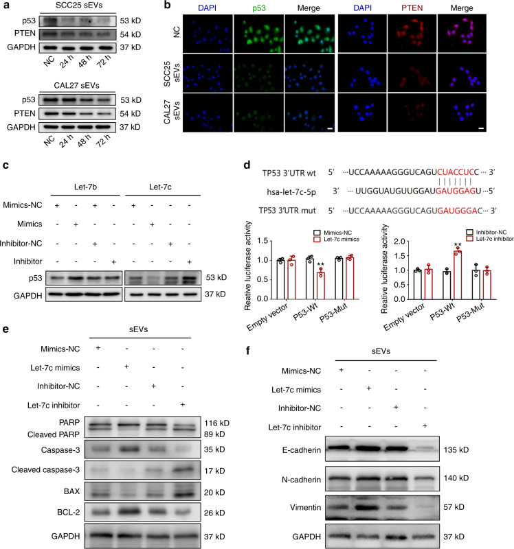 癌细胞通过富含miR-let-7c的小细胞外囊泡介导的p53/PTEN下调破坏正常上皮细胞-研载生物科技(上海)有限公司