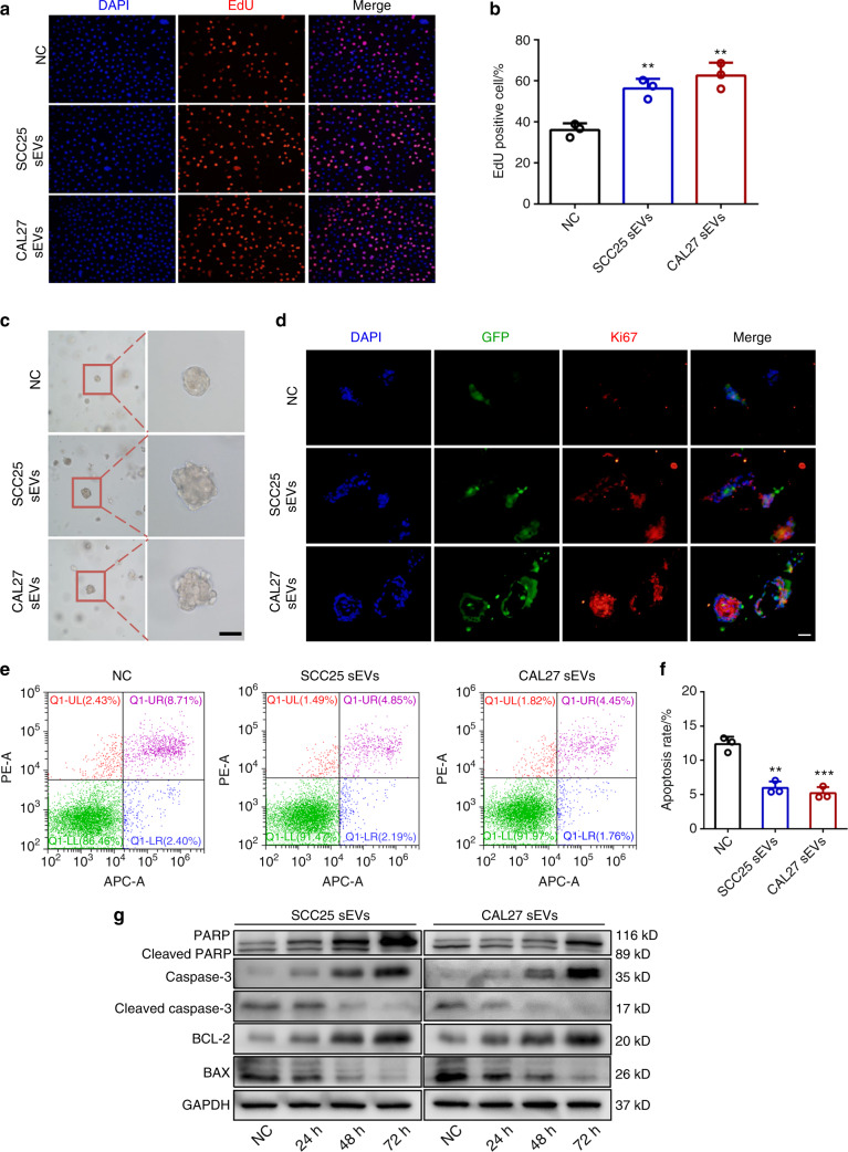 癌细胞通过富含miR-let-7c的小细胞外囊泡介导的p53/PTEN下调破坏正常上皮细胞-研载生物科技(上海)有限公司