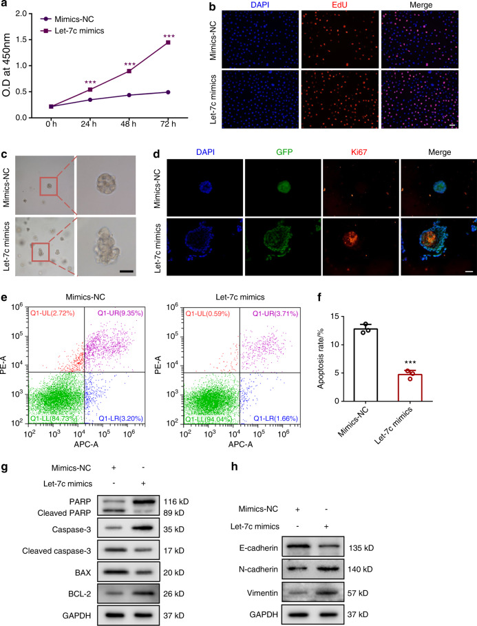 癌细胞通过富含miR-let-7c的小细胞外囊泡介导的p53/PTEN下调破坏正常上皮细胞-研载生物科技（上海）有限公司