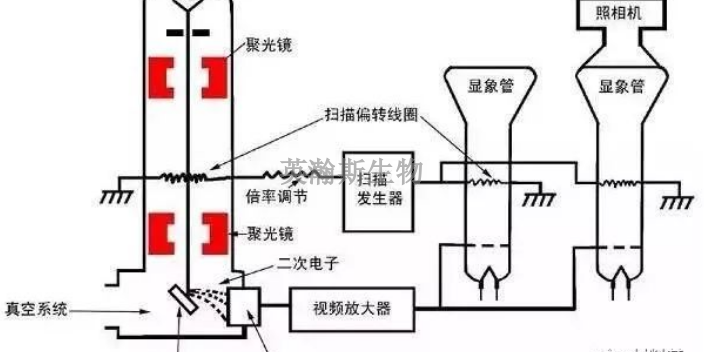 广东靠谱的扫描电镜哪家好,扫描电镜