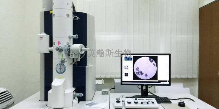 江西细胞扫描电镜公司,扫描电镜