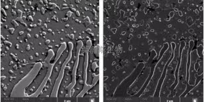 廣西專業(yè)的掃描電鏡檢測,掃描電鏡