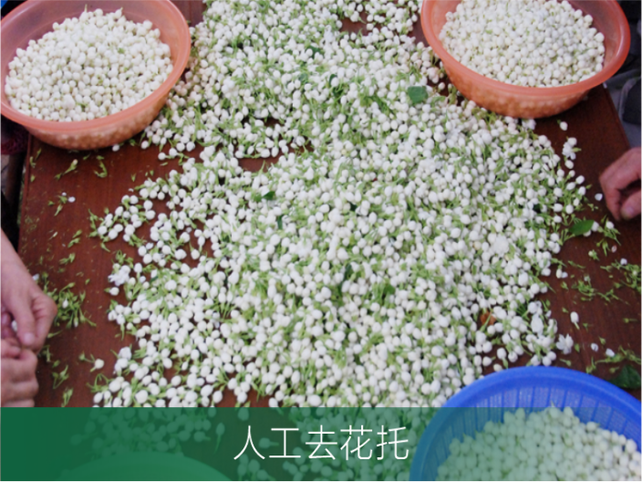 茉莉花原料花粉