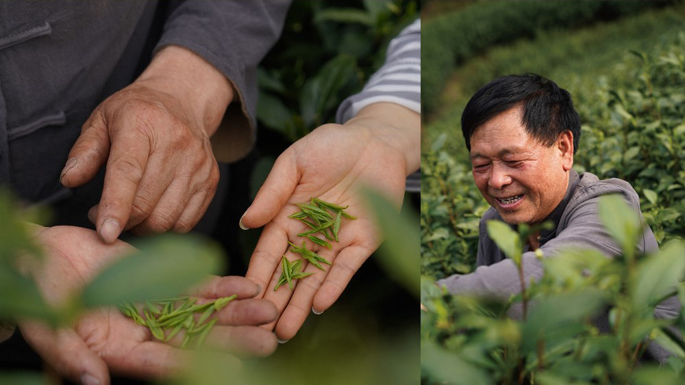 杭州橙思品牌設計案例-梅爺爺采茶風貌.jpg