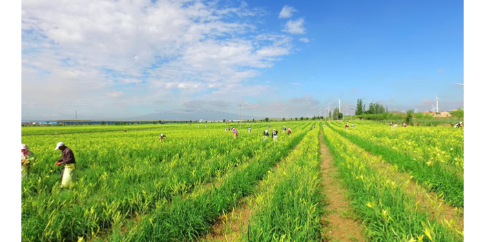 江西新鲜黄花菜的做法 服务为先 阳光农产品专业合作社供应;