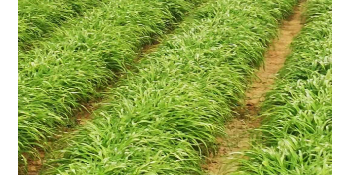 上海绿色黄花菜平均价格 诚信为本 阳光农产品专业合作社供应