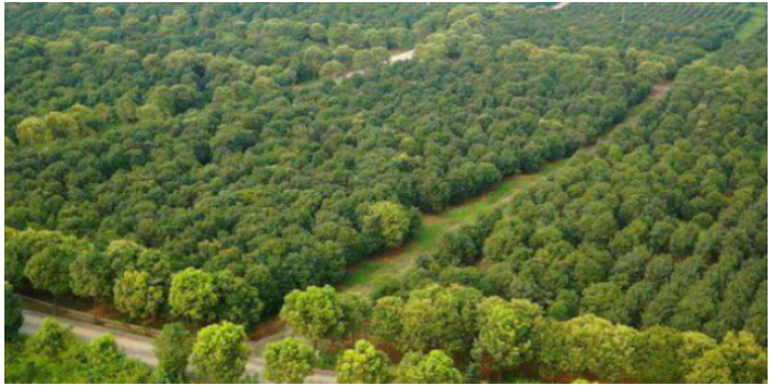 廣州熱帶棕櫚科樹苗 大崗美琳花木場供應(yīng)