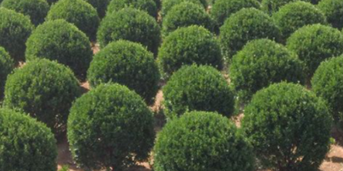 廣州棕櫚科樹(shù)苗聯(lián)系人 大崗美琳花木場(chǎng)供應(yīng)