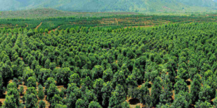 廣州馬路棕櫚科樹苗 大崗美琳花木場供應(yīng)