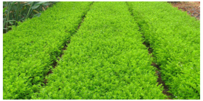 廣州棕櫚科樹(shù)苗哪里有賣(mài)的 大崗美琳花木場(chǎng)供應(yīng)