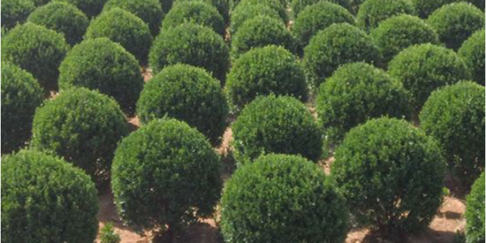 廣州棕櫚科樹苗現(xiàn)價 大崗美琳花木場供應(yīng)