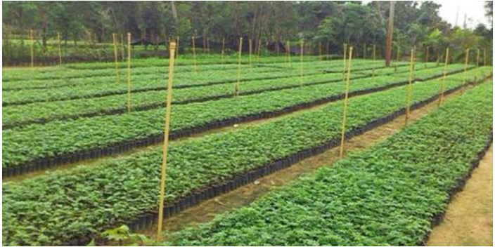 廣州高速路棕櫚科樹苗 大崗美琳花木場供應(yīng)