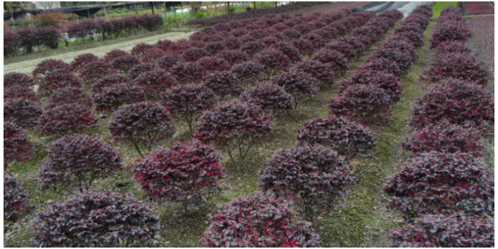 廣州批發(fā)棕櫚科樹苗 大崗美琳花木場供應(yīng)