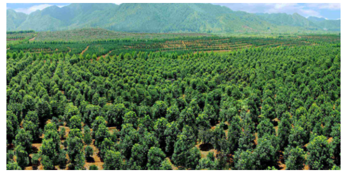 廣州熱帶棕櫚科樹苗 大崗美琳花木場供應(yīng)