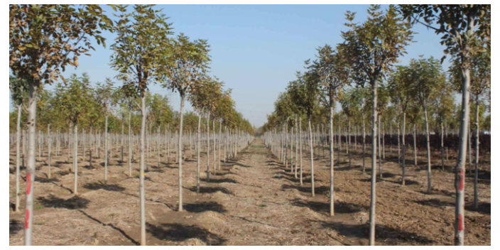 廣州棕櫚科樹苗多少錢 大崗美琳花木場供應(yīng)