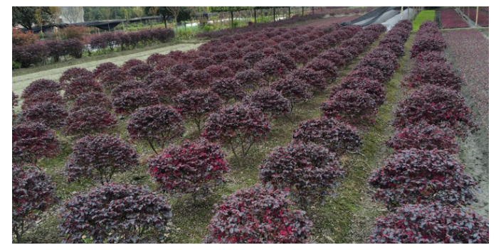 廣州批量棕櫚科樹苗 大崗美琳花木場供應(yīng)