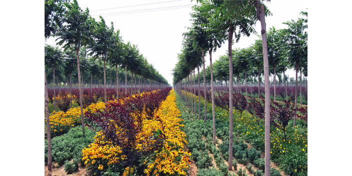 广州批量棕榈科树苗