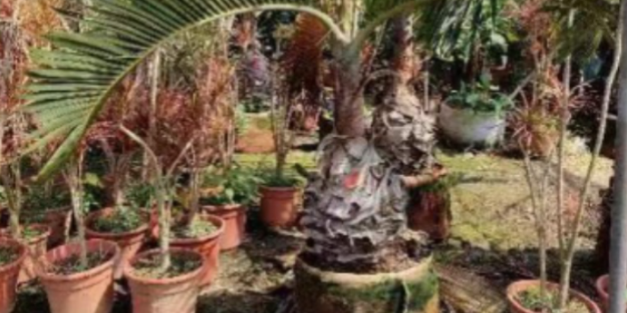 中山绿化棕榈科树苗