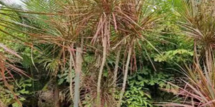 中山园林棕榈科树苗