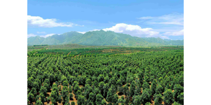 廣州熱帶綠化批發(fā)市場 大崗美琳花木場供應(yīng)