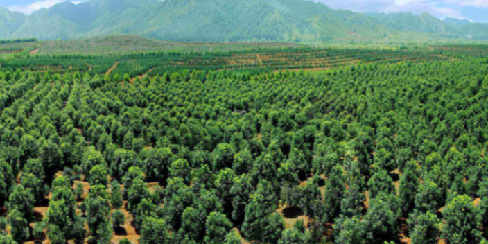 三亚棕榈树绿化批发市场