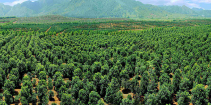 广州种植绿化批发基地 大岗美琳花木场供应