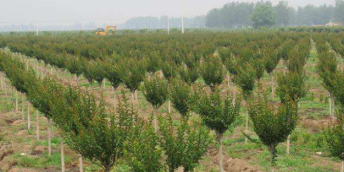 廣州景區(qū)綠化批發(fā) 大崗美琳花木場供應(yīng)